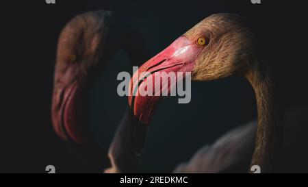 Ritratto di fenicottero, Parco ornitologico, Pont de Gau, Camargue, fauna selvatica, Bouches-du-Rhônes, Francia Foto Stock