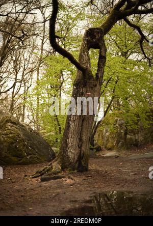 Massi rocciosi, rocce e alberi che si arrampicano nella foresta di Fontainebleau, vicino a Parigi, in Francia Foto Stock