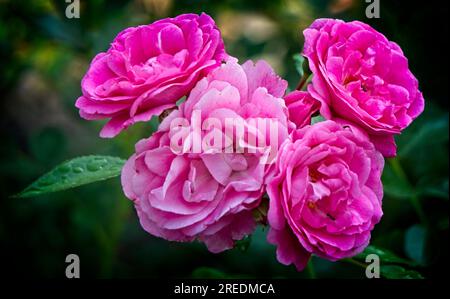 giardino rose Calgary Zoo Alberta Foto Stock