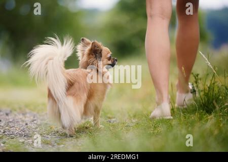 Donna con cane nel parco pubblico. Attenzione selettiva al chihuahua felice mentre cammina con il suo proprietario di animali domestici. Foto Stock