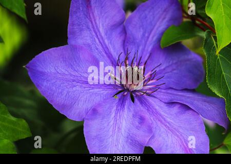 Primo piano di una clematis viola in un giardino. Profondità di campo ridotta Foto Stock