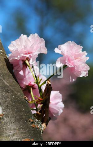Primo piano medio del ciliegio giapponese in fiore. Profondità di campo ridotta Foto Stock