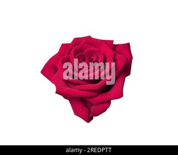 Fiore di rosa rosso con percorso di ritaglio isolato su sfondo bianco. Oggetto natura per il design fino a San Valentino, festa della mamma, matrimonio di anniversario Foto Stock