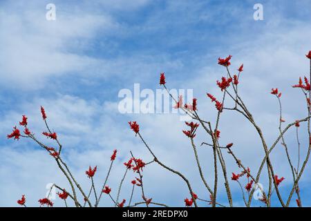 Fiori rossi brillanti sulle punte di Ocotillo (Fouquieria splendens) rami si stagliano contro il cielo nuvoloso blu Foto Stock