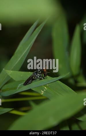 Banchetto d'ape con setole d'argento con insetto rosso Foto Stock