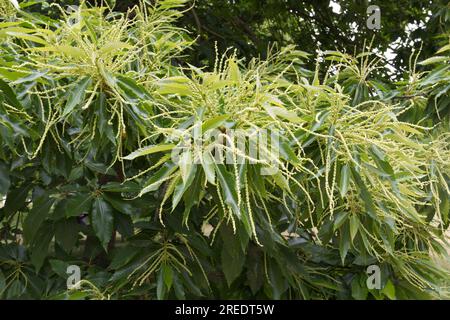 Fiori estivi di castagno dolce, Castanea sativa, albero UK giugno Foto Stock