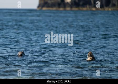 Le foche grigie dell'Atlantico ondeggiano tra le onde di Calf Sound al largo della costa dell'Isola di Man, appoggiandosi alle onde, spesso dormono in posizione verticale Foto Stock