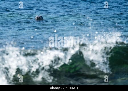 Le foche grigie dell'Atlantico ondeggiano tra le onde di Calf Sound al largo della costa dell'Isola di Man, appoggiandosi alle onde, spesso dormono in posizione verticale Foto Stock