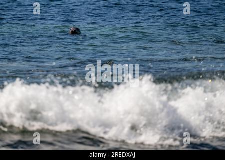 Le foche grigie dell'Atlantico ondeggiano tra le onde di Calf Sound al largo della costa dell'Isola di Man, appoggiandosi alle onde, spesso dormono in posizione verticale Foto Stock