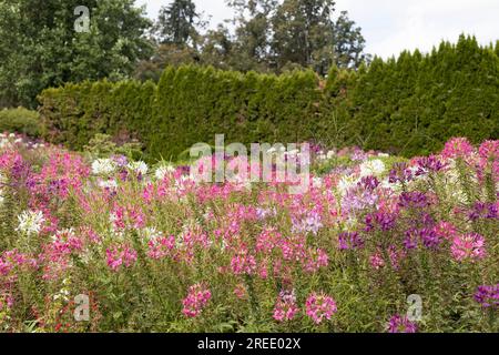 Cleome - fiori di ragno, in un giardino. Foto Stock