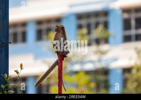 Un membro di una truppa di macachi dalla coda lunga esplora il cantiere immobiliare pubblico Waterway Sunrise, Singapore Foto Stock