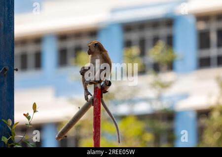 Un membro di una truppa di macachi dalla coda lunga esplora il cantiere immobiliare pubblico Waterway Sunrise, Singapore Foto Stock