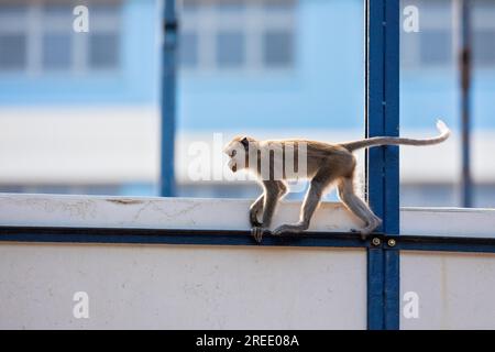 Un membro di una truppa di macachi dalla coda lunga esplora il cantiere immobiliare pubblico Waterway Sunrise, Singapore Foto Stock