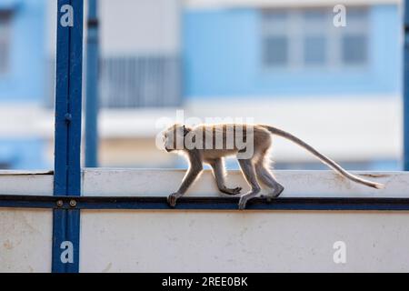 Un membro di una truppa di macachi dalla coda lunga esplora il cantiere immobiliare pubblico Waterway Sunrise, Singapore Foto Stock