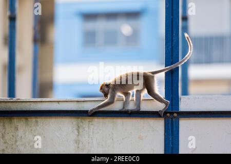 Un membro di una truppa di macachi dalla coda lunga esplora il cantiere immobiliare pubblico Waterway Sunrise, Singapore Foto Stock