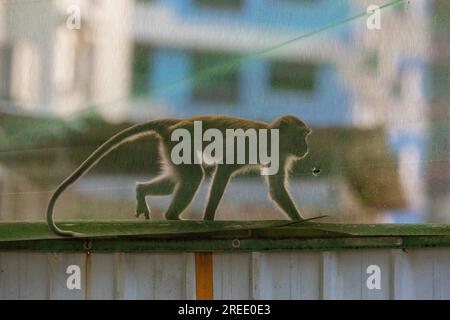 Un membro di una truppa di macachi dalla coda lunga esplora il cantiere immobiliare pubblico Waterway Sunrise, Singapore Foto Stock