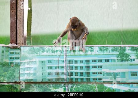 Un membro di una truppa di macachi dalla coda lunga siede con un biscotto digestivo sulla barriera del cantiere immobiliare pubblico Waterway Sunrise, Singap Foto Stock