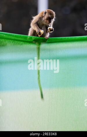 Un membro di una truppa di macachi dalla coda lunga siede con una mano di riso sulla barriera del cantiere immobiliare pubblico Waterway Sunrise, Singapore Foto Stock