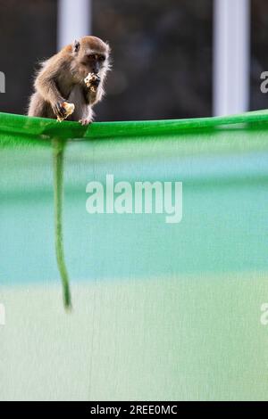 Un membro di una truppa di macachi dalla coda lunga siede con una mano di riso sulla barriera del cantiere immobiliare pubblico Waterway Sunrise, Singapore Foto Stock