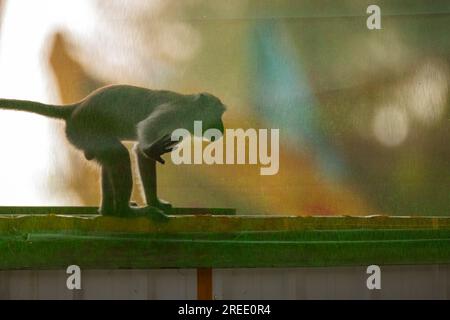 Un membro di una truppa di macachi dalla coda lunga esplora il cantiere immobiliare pubblico Waterway Sunrise, Singapore Foto Stock