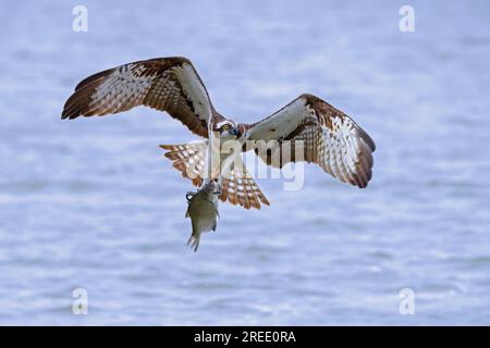 Osprey, Pandion haliaetus, uccello adulto in volo con pesci nei suoi taloni, Meclemburgo-Vorpommern, Germania Foto Stock