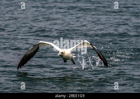 Northern Gannet (Morus Bassanus), decolla da destra a sinistra, spara contro il mare e schizza da orme di corsa, Point of Ayre, sull'Isola di Man Foto Stock