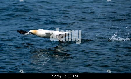 Northern Gannet (Morus Bassanus), decolla da destra a sinistra, spara contro il mare e schizza da orme di corsa, Point of Ayre, sull'Isola di Man Foto Stock