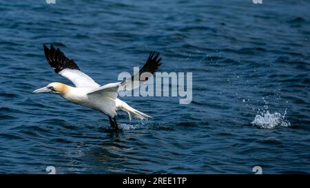 Northern Gannet (Morus Bassanus), decolla da destra a sinistra, spara contro il mare e schizza da orme di corsa, Point of Ayre, sull'Isola di Man Foto Stock