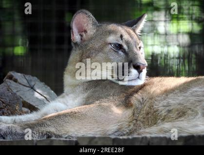 Leone di montagna catamount pantera e pittore Cougar