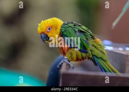Il pappagallo con piume dai colori vivaci si siede e poggia su un pezzo di legno. Foto Stock