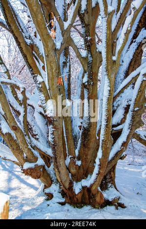 L'inverno nel New England è davvero bello. Foto Stock