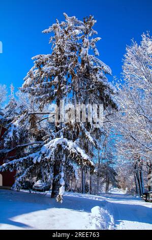 L'inverno nel New England è davvero bello. Foto Stock