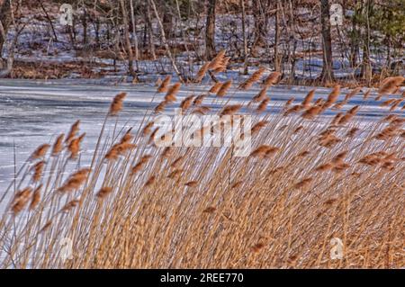 L'inverno nel New England è davvero bello. Foto Stock