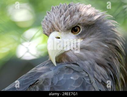 Aquila dalla coda bianca, aquila di mare eurasiatica, Seeadler, Pygargue à Queue Blanche, Haliaeetus albicilla, rétisas, Zoo, Ungheria, Magyarország, Europa Foto Stock