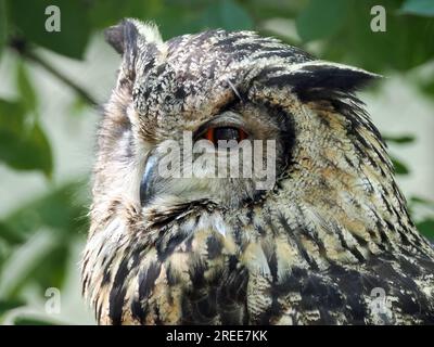 Gufo-aquila eurasiatica, gufo-aquila europea, Hibou Grand-duc, uhu, Bubo bubo, Ungheria, Magyarország, Europa Foto Stock