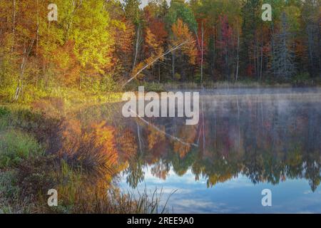 La Cheqamegon Nicolet National Forest copre più di 1,5 milioni di acri di boschi del nord del Wisconsin. Ho passato diversi giorni in campeggio lo scorso autunno. Foto Stock