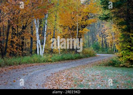 La Cheqamegon Nicolet National Forest copre più di 1,5 milioni di acri di boschi del nord del Wisconsin. Ho passato diversi giorni in campeggio lo scorso autunno. Foto Stock