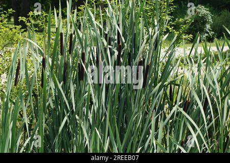 Bulrush a foglie larghe, Typha latifolia, con infiorescenza Foto Stock