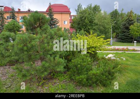 Mosca, Russia - 22 luglio. 2022. viale con alberi di conifere nel 16° microdistretto di Zelenograd Foto Stock