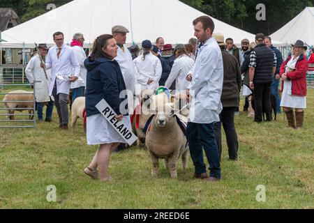 The New Forest and Hampshire County Show in Inghilterra, Regno Unito, luglio 2023. Pecore che giudicano. Foto Stock