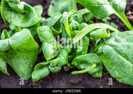 foglie di spinaci danneggiate in un letto da giardino biologico. Le piante infette sono evidenti e vengono trattate con insetticidi per combattere la questione. Foto Stock