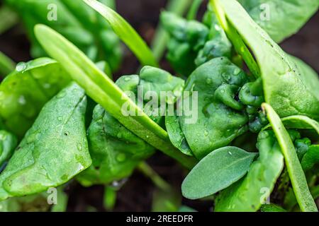 Primo piano di giovani piante di spinaci che mostrano segni di infezione fungina. La presenza di macchie grigie e schemi ad anello indica l'impatto della malattia sul Foto Stock
