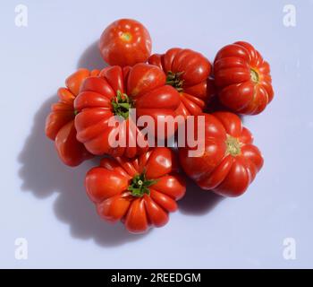 Pomodori a cuore di bue rossi freschi (Solanum lycopersicum), su sfondo bianco Foto Stock