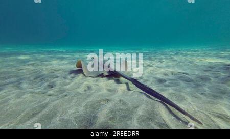 Vista posteriore di Stingray che galleggia sul fondale marino nelle giornate di sole. Stingray maculata blu o Ribbontail blu (Taeniura lymma) nuotano sopra il fondale sabbioso Foto Stock