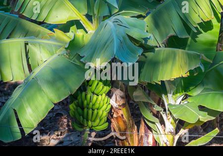 Banane, frutta su un albero di banane, Tenerife, Isole Canarie, Spagna Foto Stock