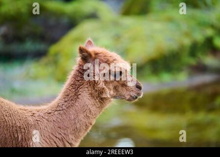 Llama (Lama glama) giovanile, ritratto, Baviera, Germania Foto Stock
