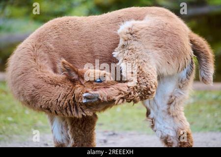 Llama (Lama glama) giovanile, ritratto, Baviera, Germania Foto Stock