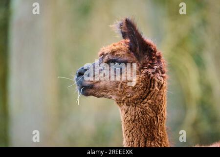 Llama (Lama glama) giovanile, ritratto, Baviera, Germania Foto Stock