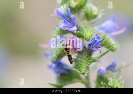 Bugloss di Vipera (Echium vulgare), marmellata hoverfly (Episyrphus balteatus) a Flower, Stolberg, Renania settentrionale-Vestfalia, Germania Foto Stock