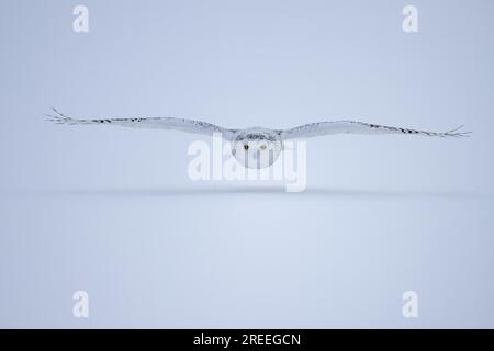 Gufo innevato femminile (Nyctea scandiaca) (sin. Bubo scandiaca) che vola basso, si diffonde le ali, Quebec, Canada Foto Stock